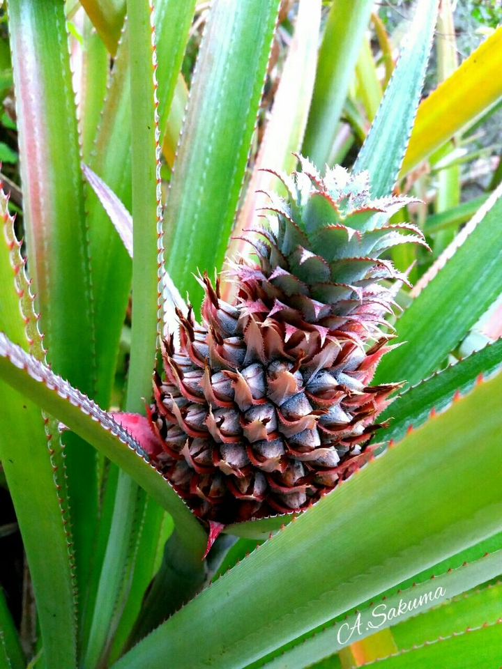 Baby Pineapple