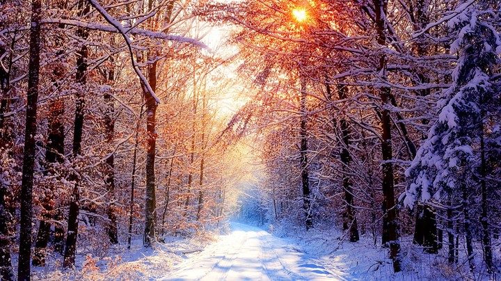 winter forest