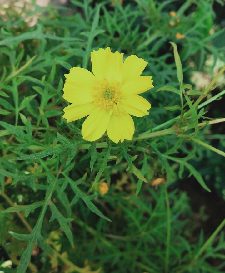flower