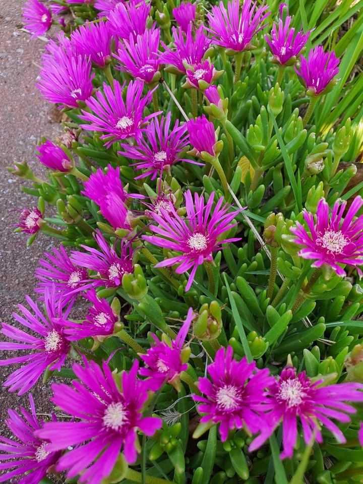 flowers