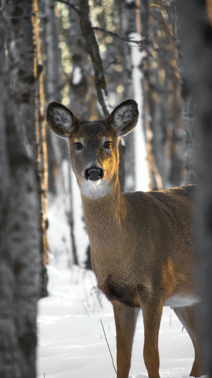 deer!!