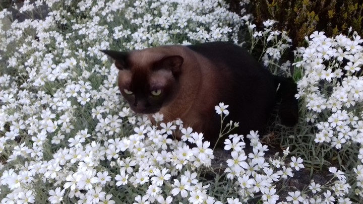 Gigi. My cat is inspirated.