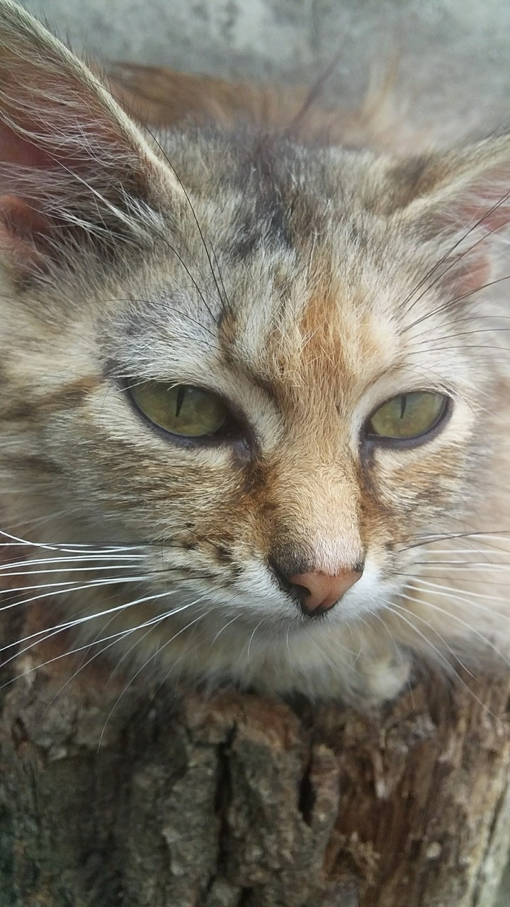 когда решила пофоткать кота?