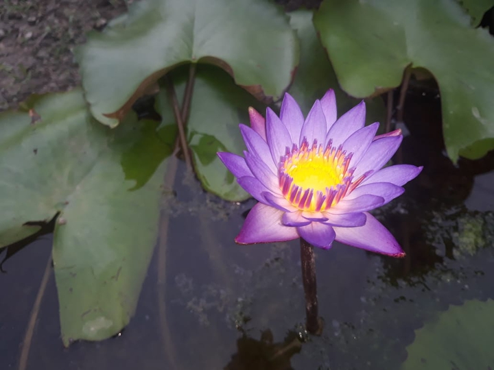 Lotus