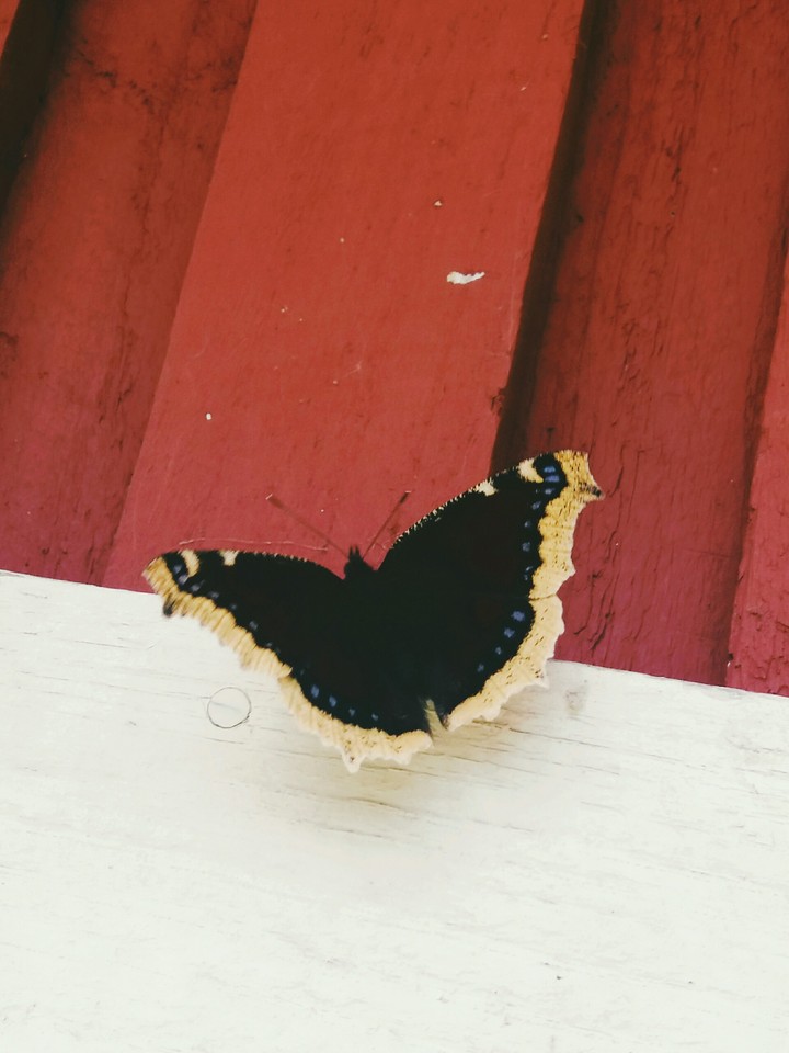 butterfly