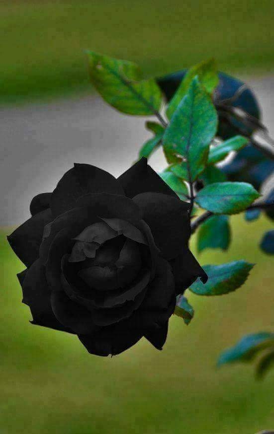 Nature Black Rose Flower