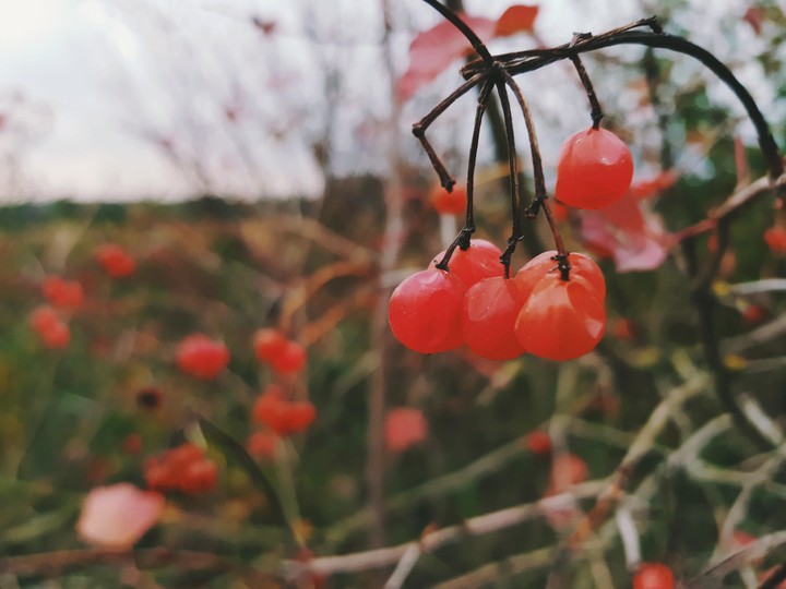 The little Red.