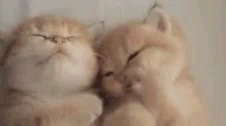 kitty