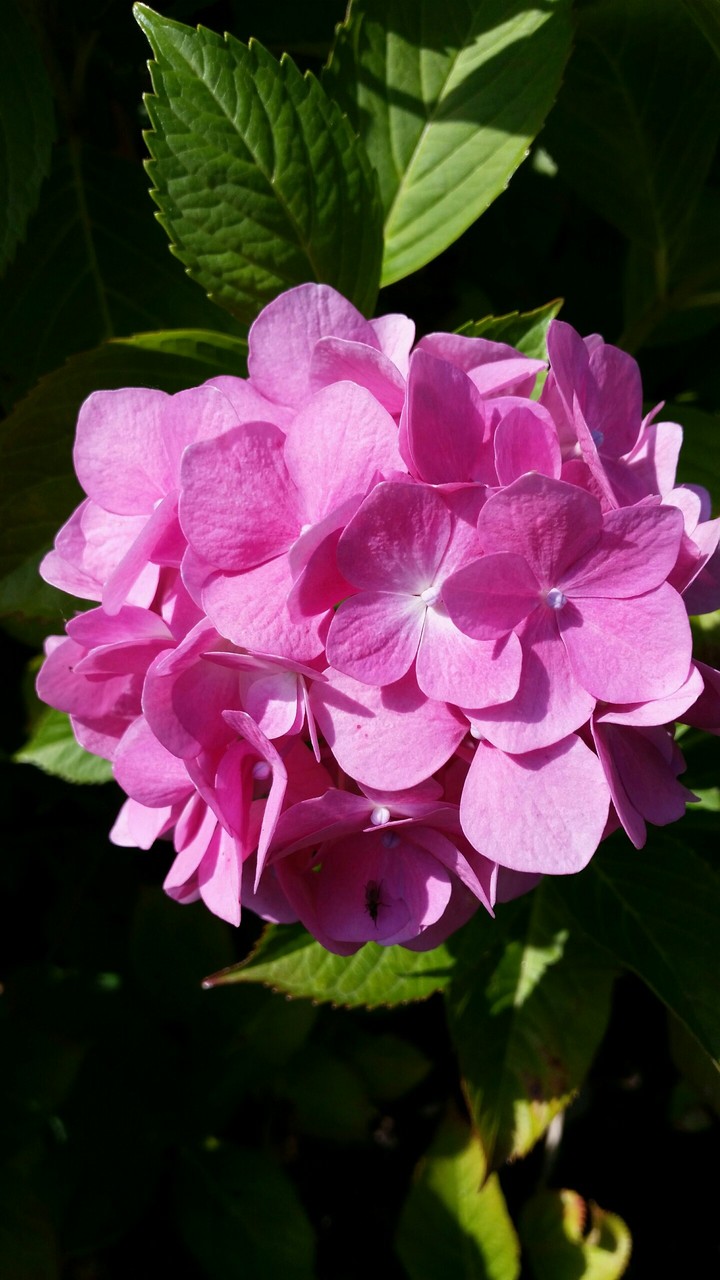 Hortensia flower.