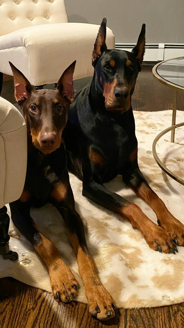 dogs