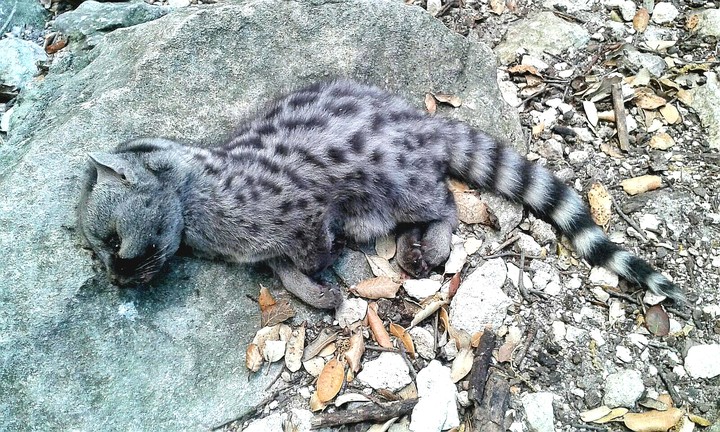 Genet (wild cat)