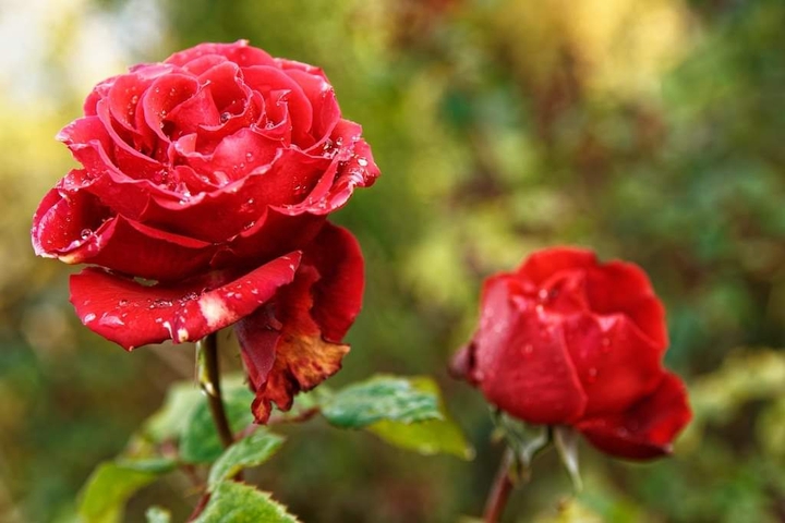 red rose