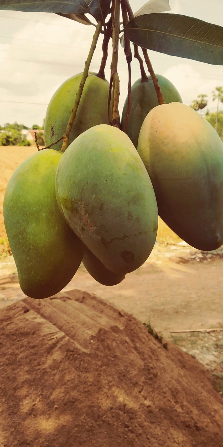 Mangoes