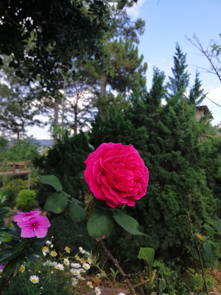 Rose