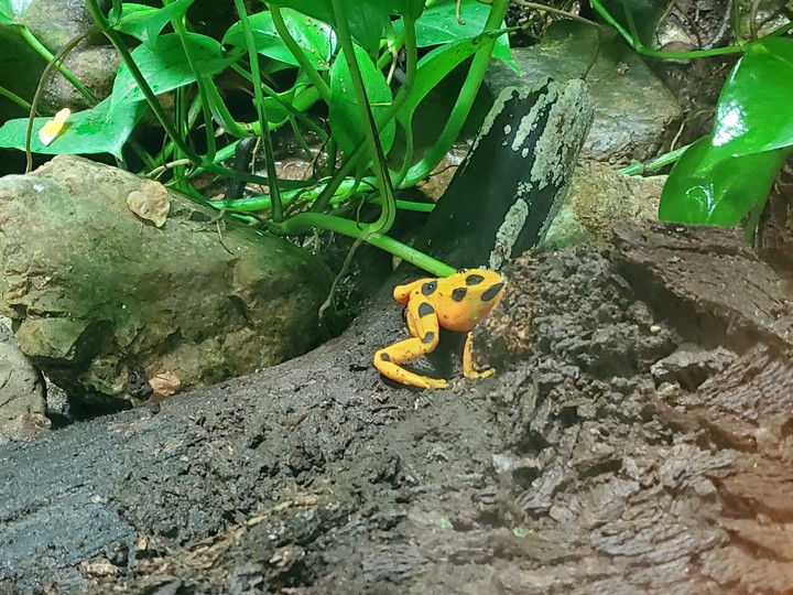 Frog