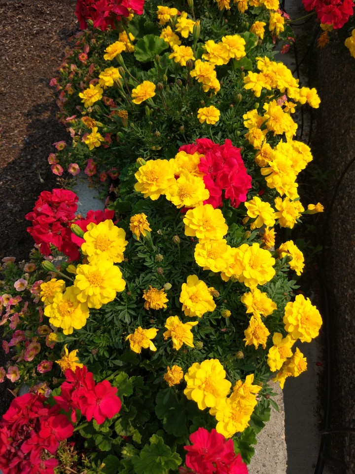 flowers