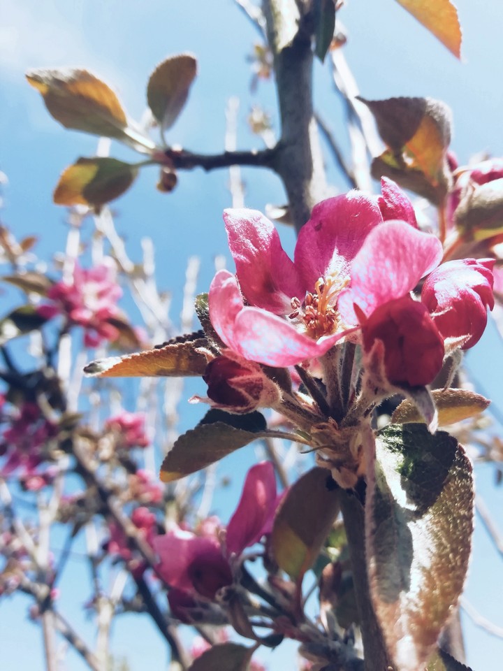 Appletree in the spring