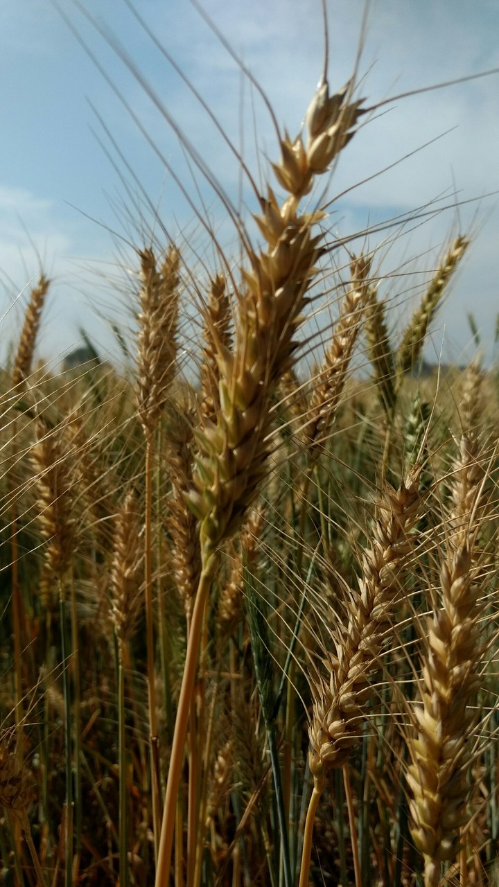 Wheat