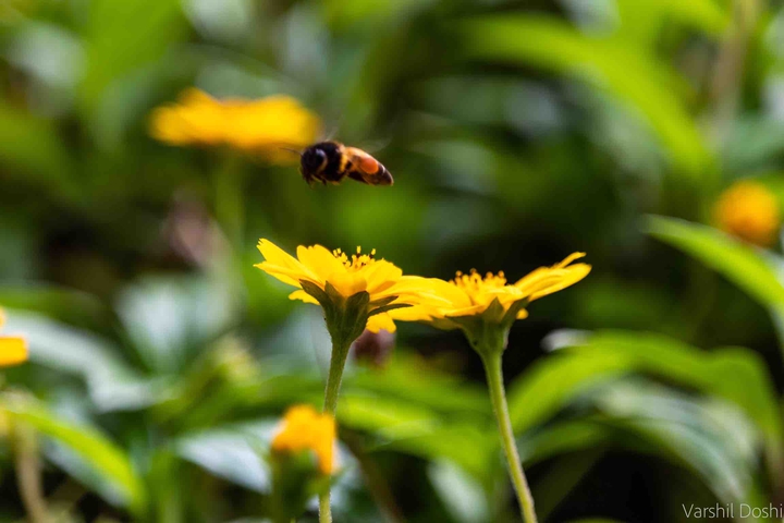 Honeybee and the Flower