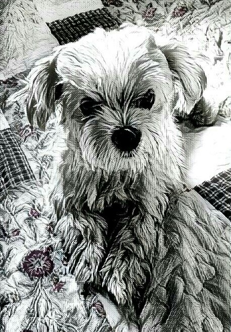 maltese pencil