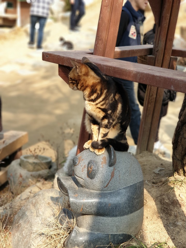 cat