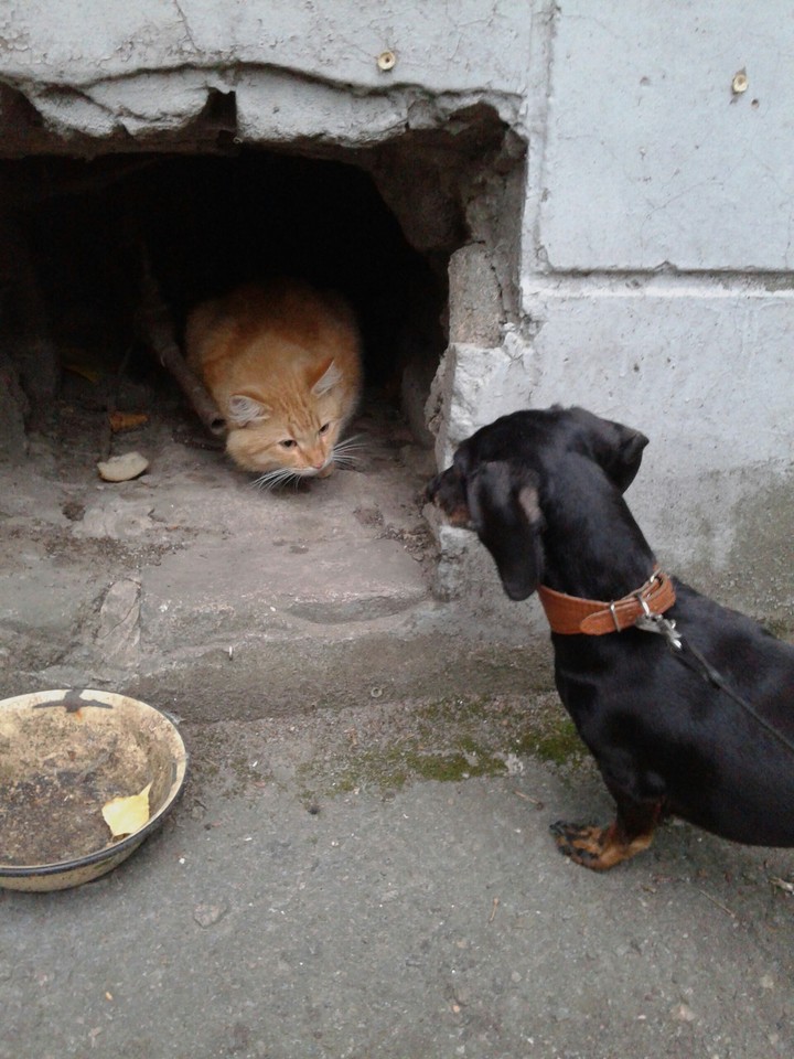 Cat VS Dog