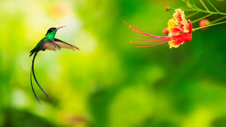 Hummingbird