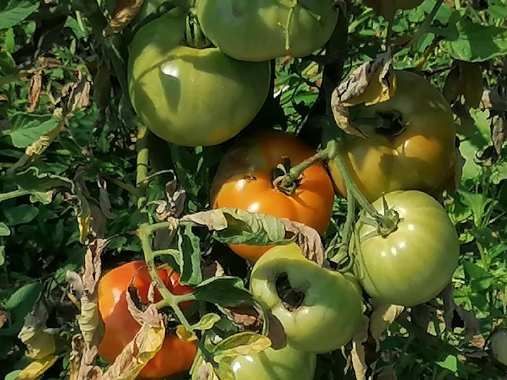 Tomatenstaude