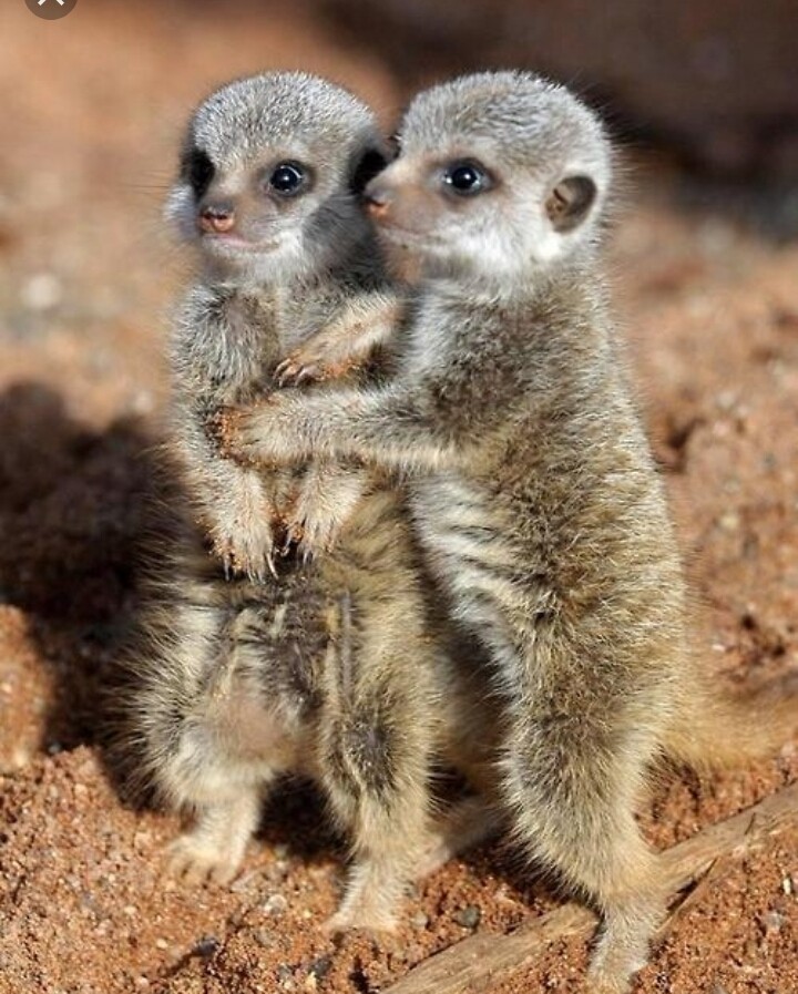 Zoo