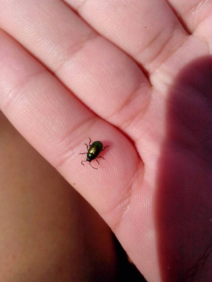 beetle on the palm