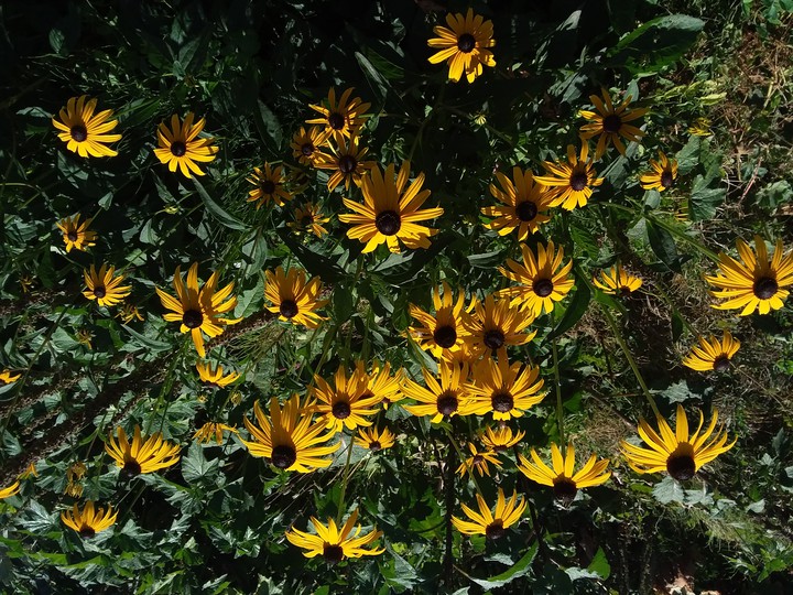 sunflowers