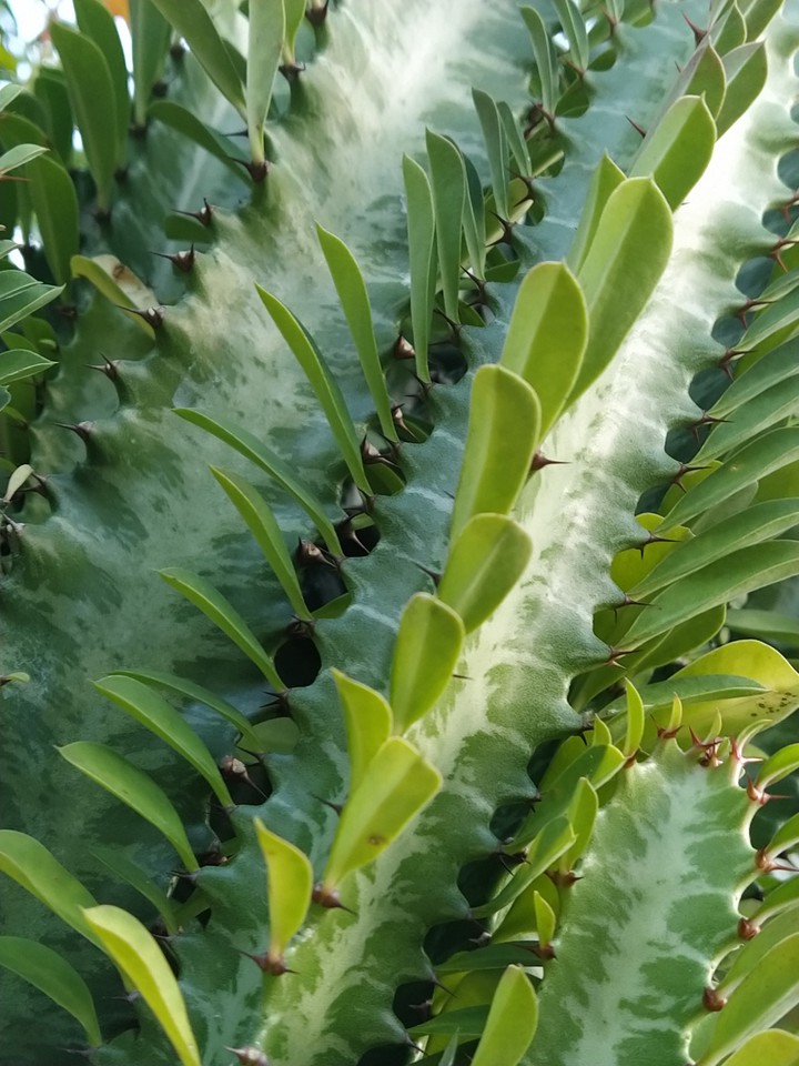 plant