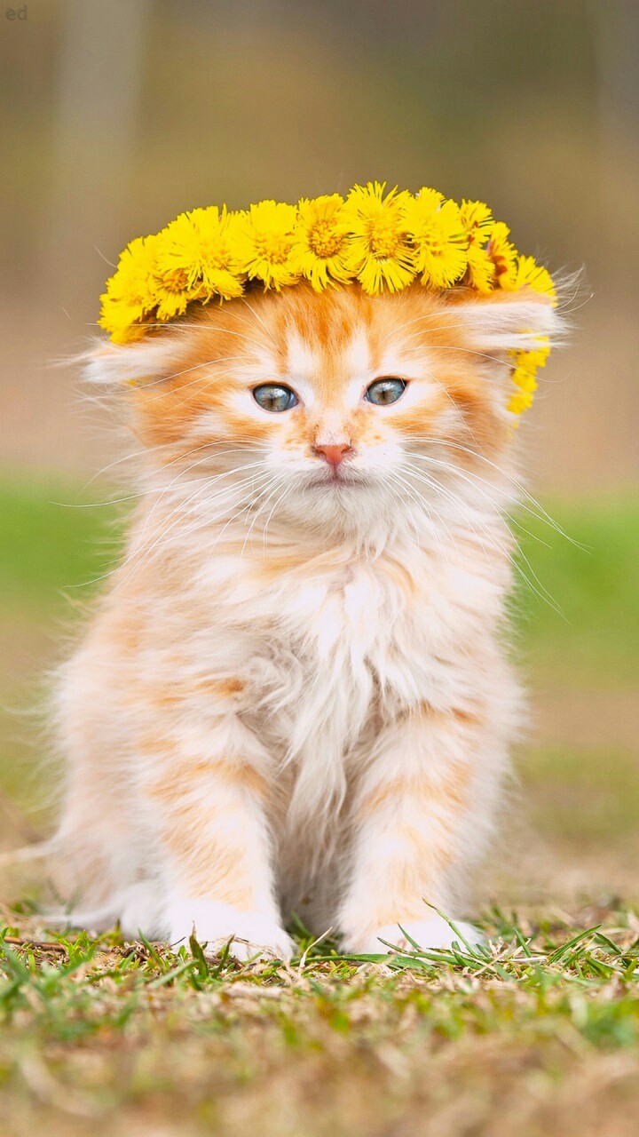 talking ginger