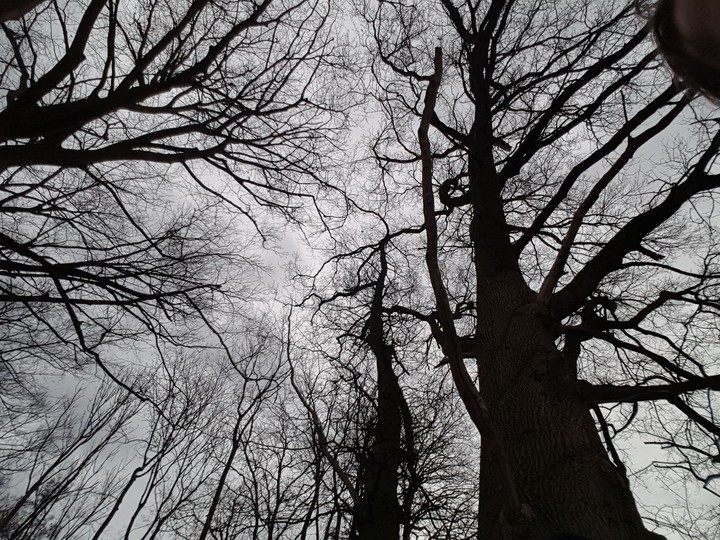 trees