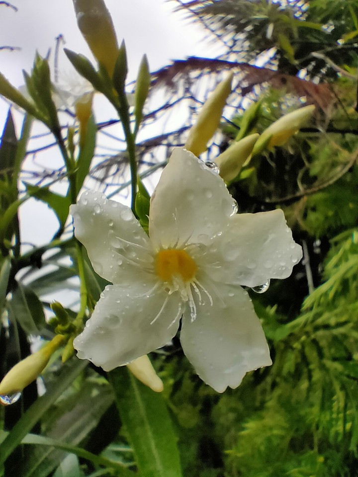 white n yellow with rain