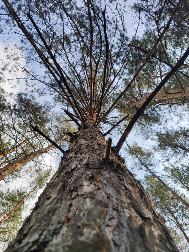 old tree. Ukraine