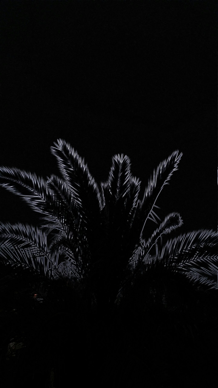 Palm