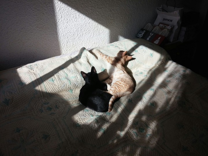 Ori y Leo