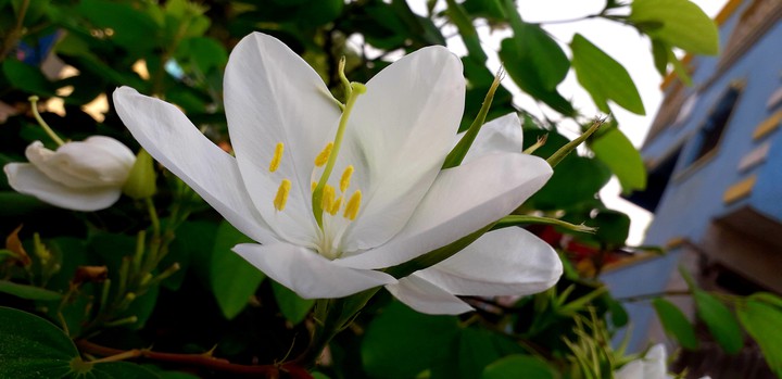 my click