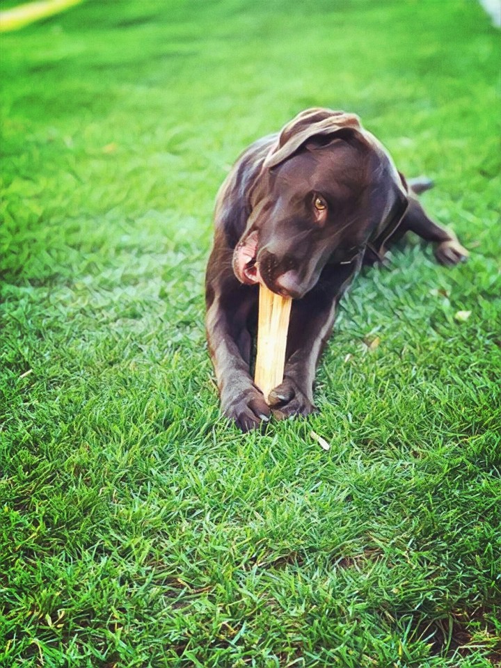 Labrador