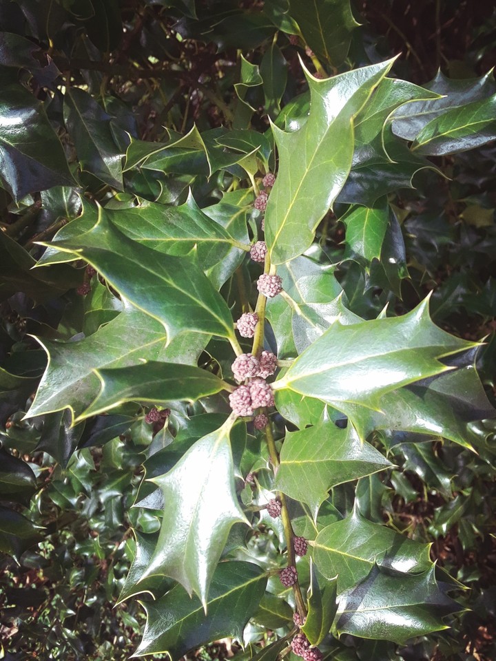 Holly