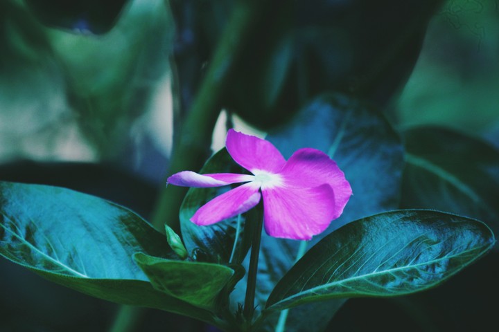 beauty of life