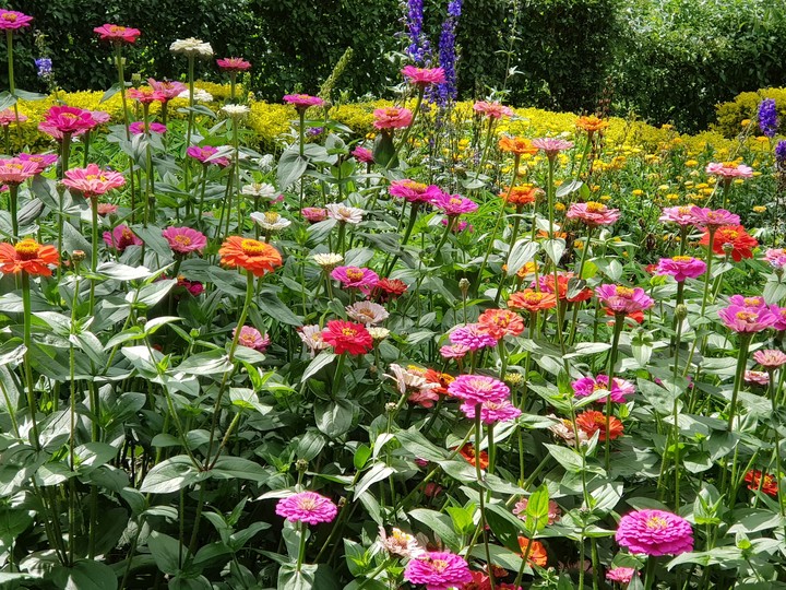 flower garden