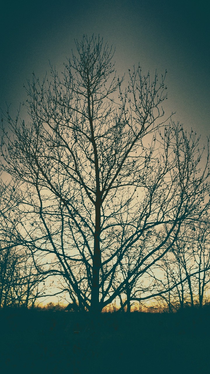 tree