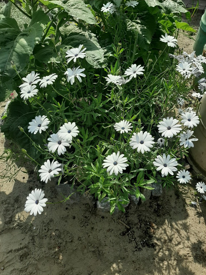 цветы