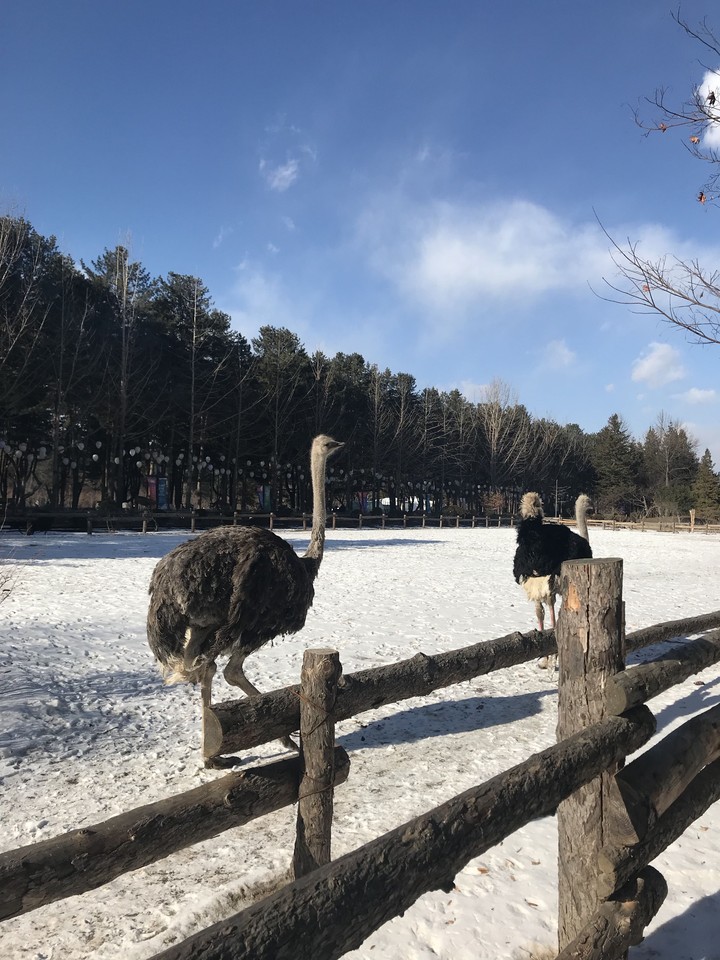 Animals