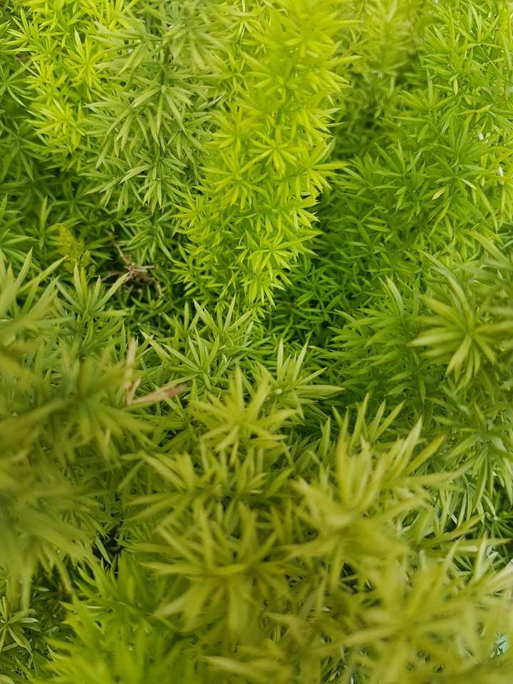 indian plant