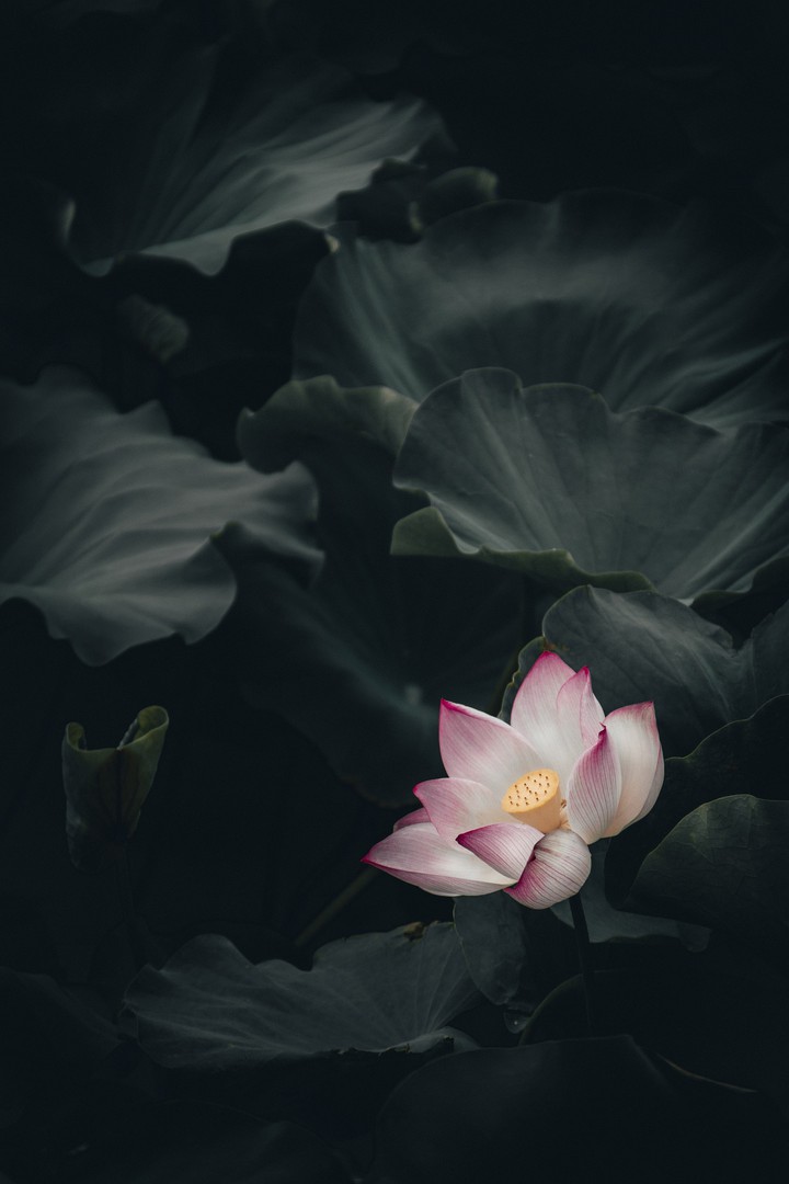 lotus