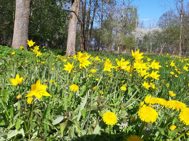 The Yellow is the color of the Sun :)