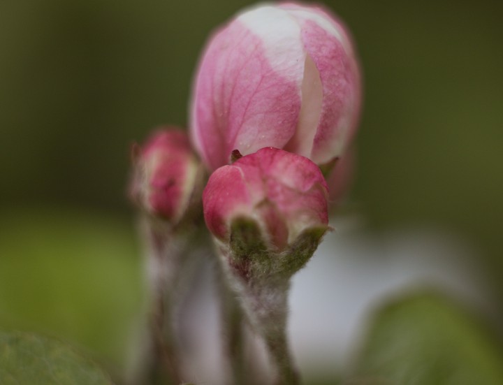 macro